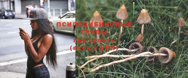 где купить наркоту  Калачинск  Галлюциногенные грибы MAGIC MUSHROOMS 